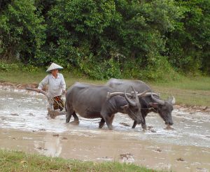 Plowing Rice Paddy Fields