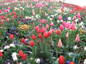 LDS Temple Springtime Garden