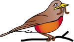 robin with worm