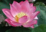 lotus_flower_opening