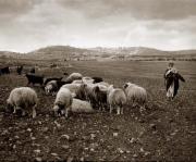 lambing-season-bethlehem