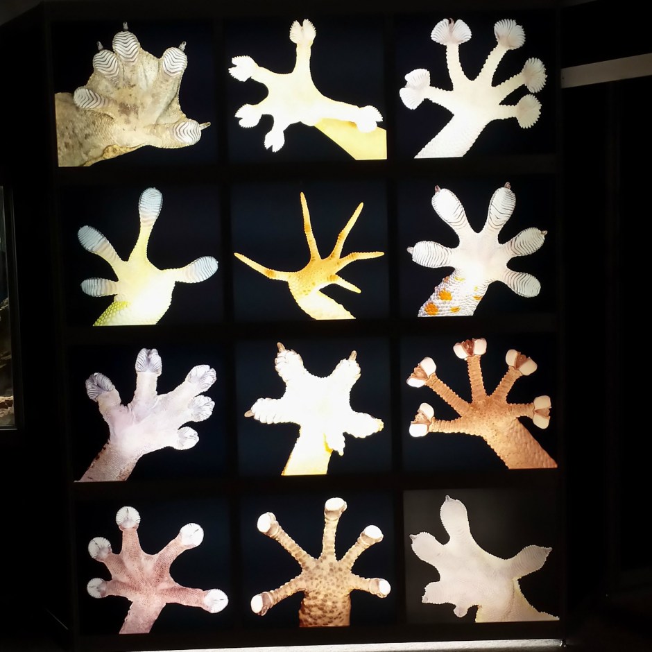 The different shapes and styles of gecko toepads