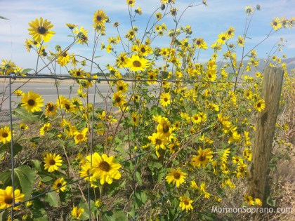 2014-09-13-sunflowers