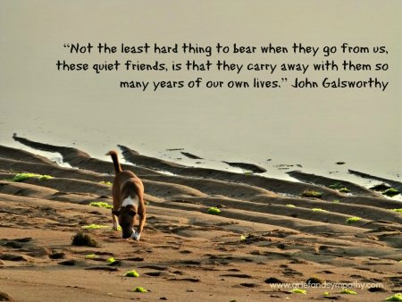 dogs-carry-our-years