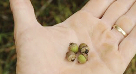 small-acorns