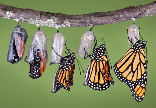 butterflies-in-cocoons-emerging