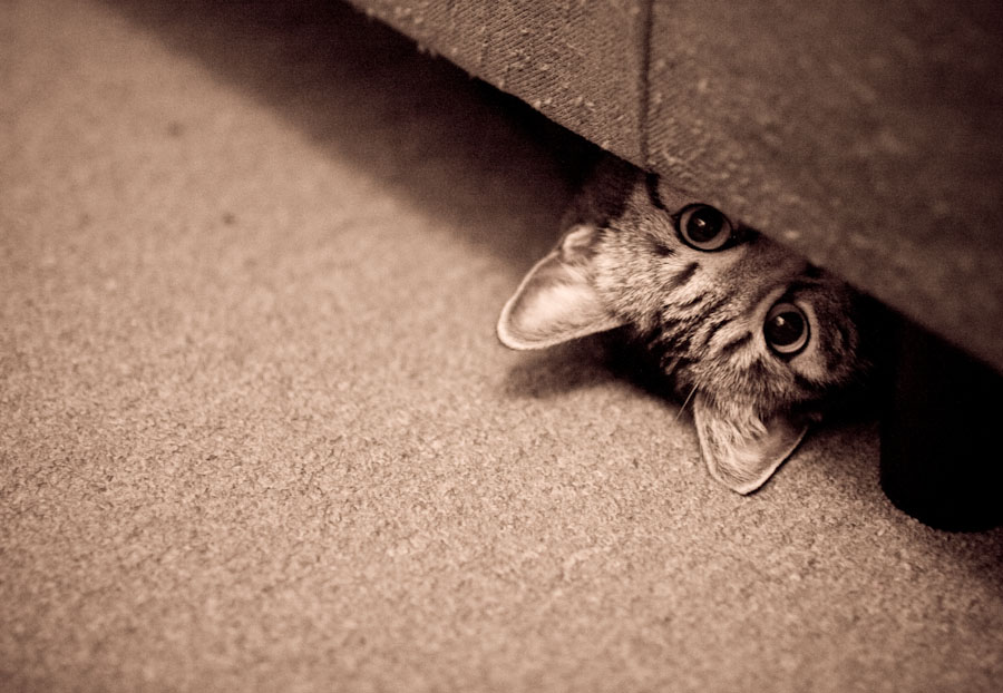 peek-a-boo-cat