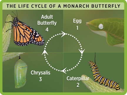 Image result for monarch butterfly eggs